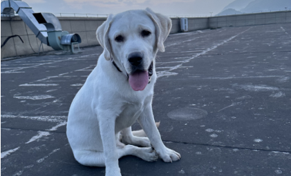 凯发-瞄准千亿宠物市场，MUJI、阿迪为何争着入局？