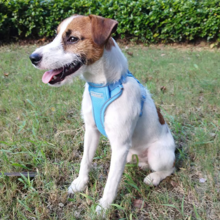 米兰·milantiyu胸背