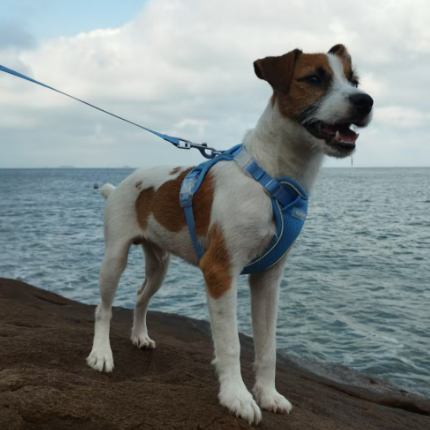 米兰·milantiyu胸背