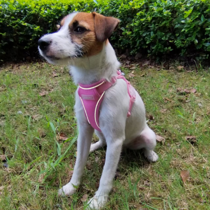 米兰·milantiyu胸背